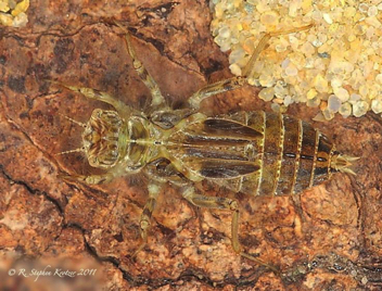 Plathemis lydia, nymph